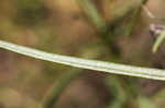 Narrow-leaf sunflower